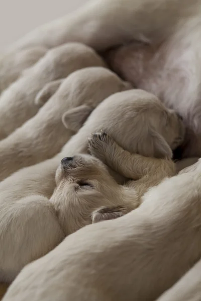 Labrador ammande valpar — Stockfoto