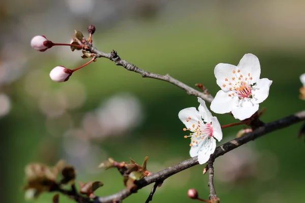 Flores de primavera — Fotografia de Stock