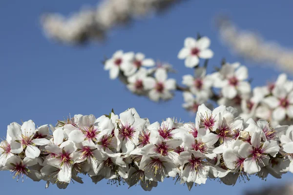 Flores de primavera — Fotografia de Stock