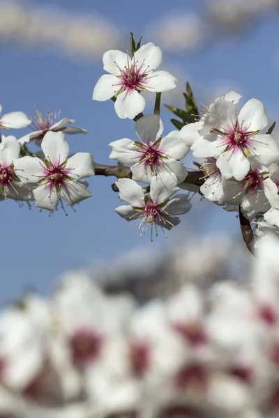 Flores de primavera — Fotografia de Stock