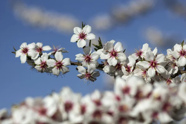 Flores de primavera — Fotografia de Stock