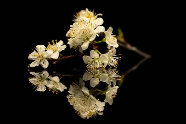 Yansıtıcı yüzeyde erik çiçekli bir dal ve siyah bir arkaplan.