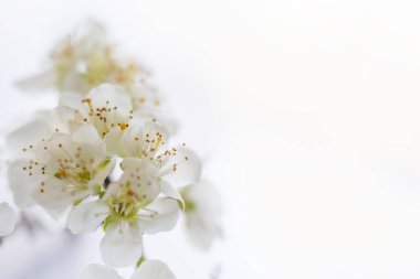 Beyaz arka planda erik çiçekleri olan bir dal.