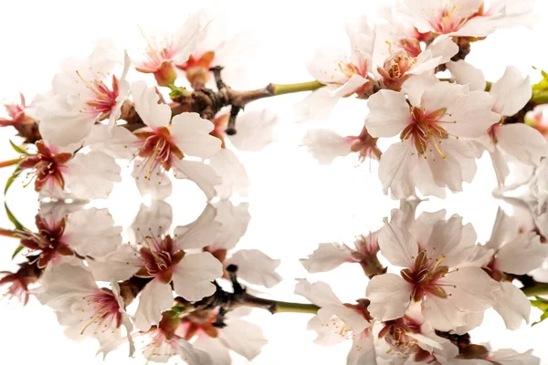 Galho Com Flores Amêndoa Uma Superfície Reflexiva Fundo Branco — Fotografia de Stock