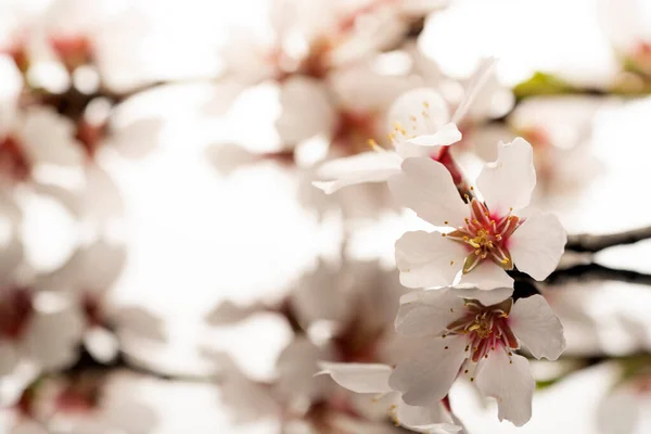 Galho Com Flores Amêndoa Uma Superfície Reflexiva Fundo Branco — Fotografia de Stock