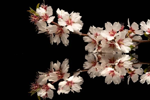 Galho Com Flores Amêndoa Uma Superfície Reflexiva Fundo Preto — Fotografia de Stock