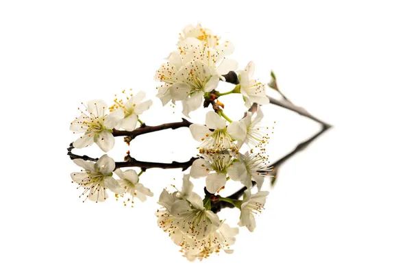 Galho Com Flores Ameixa Uma Superfície Reflexiva Fundo Branco — Fotografia de Stock