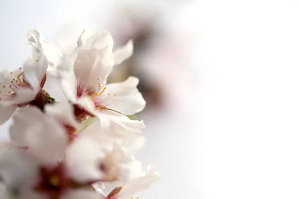 Galho Com Flores Amêndoa Fundo Branco — Fotografia de Stock