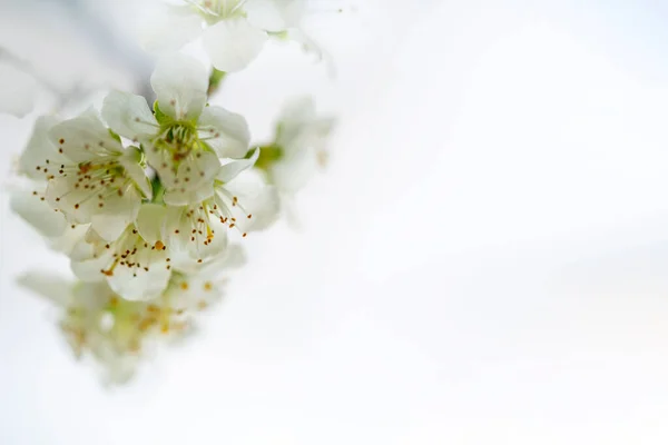 Galho Com Flores Ameixa Fundo Branco — Fotografia de Stock