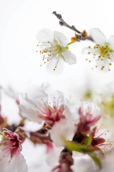 Galhos Com Flores Ameixa Amêndoa Fundo Branco — Fotografia de Stock