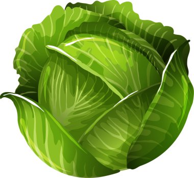 Cabbage clipart