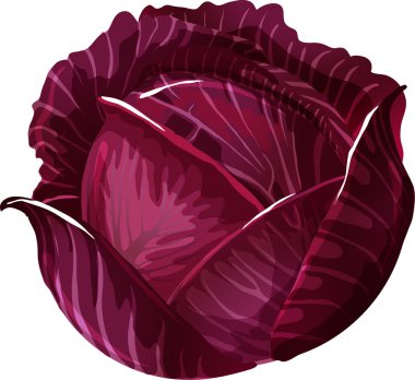 Red Cabbage. clipart
