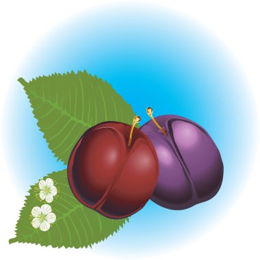 plums clipart