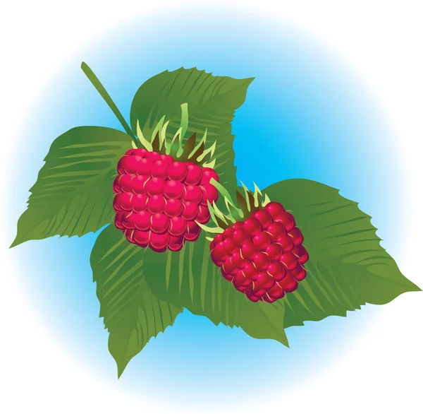 Raspberry — Stock Vector