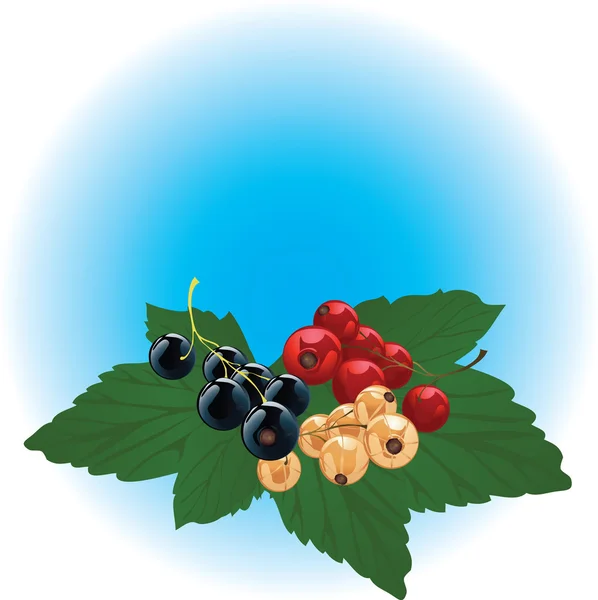 Ribes rosso, nero e bianco — Vettoriale Stock