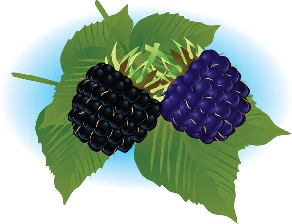 Blackberry — Stock Vector