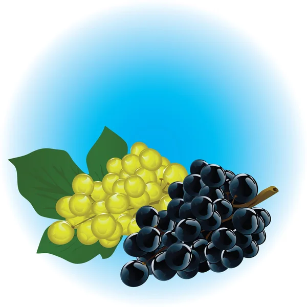 Grapes — Stock Vector