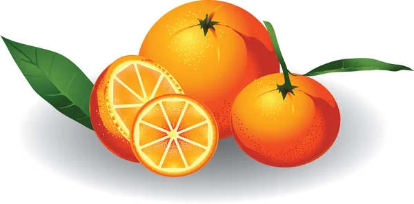 Orange & tangerine — Stock Vector