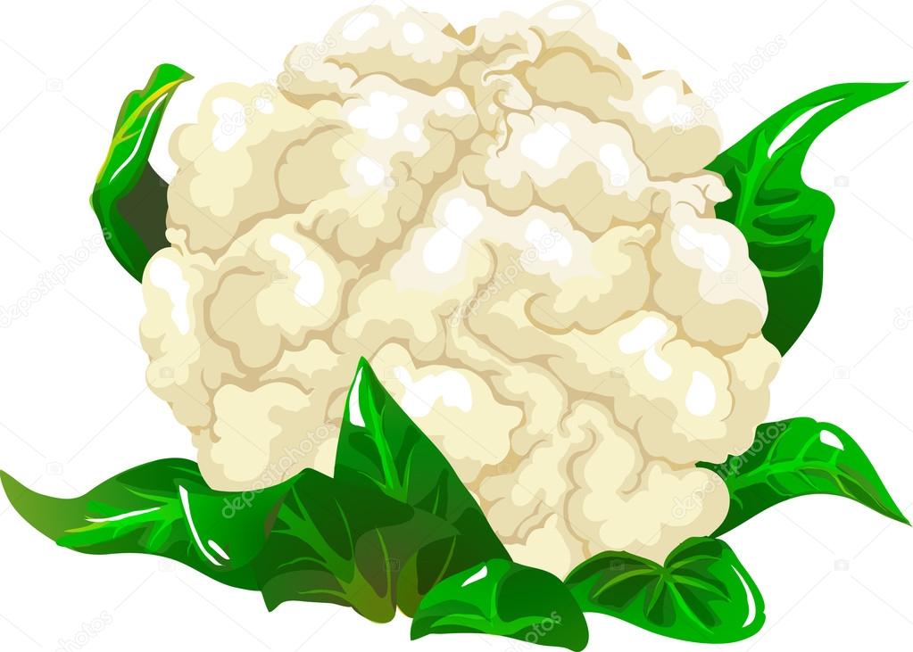 Cauliflower — Stock Vector © ledav #18181799