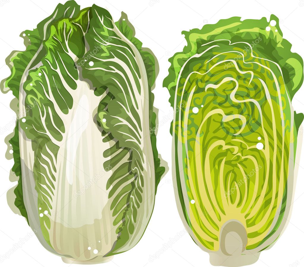 Chinese cabbage Stock Vector Image by ©ledav 18182059