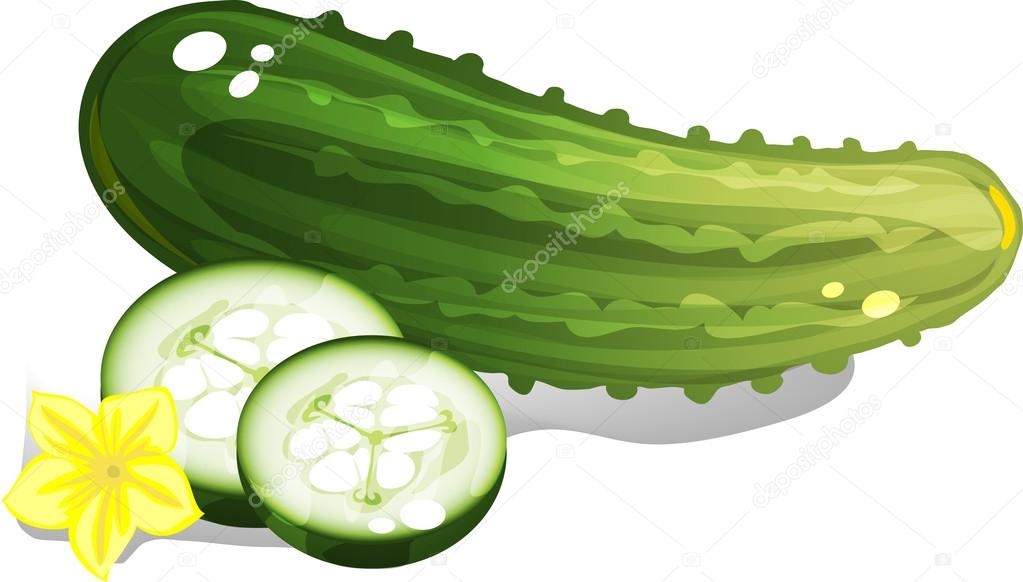 Cucumber