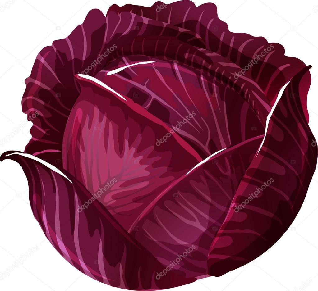 Red Cabbage.