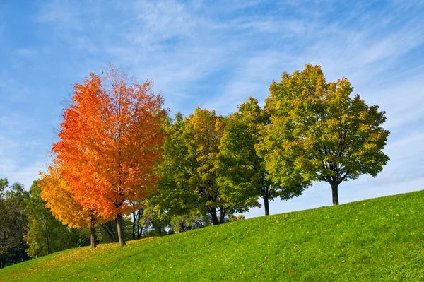 Árvores de outono coloridas Imagens Royalty-Free