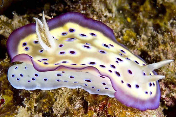 Chromodorididae on reef, length 4-5 cm. — Stock Photo, Image