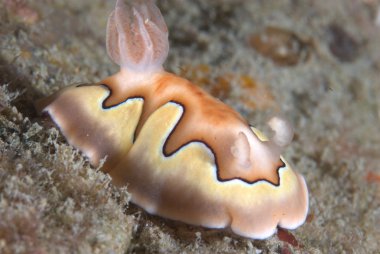 chromodorididae reef, uzunluk olarak 4-6 cm.