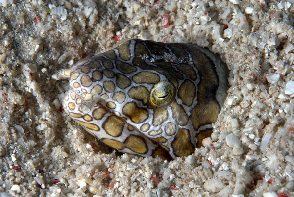 Snake eels — Stock Photo, Image