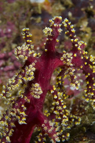 Soft corals on a reef — Stock Photo, Image