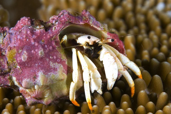 Hermit crab on a reef — Stock Photo, Image