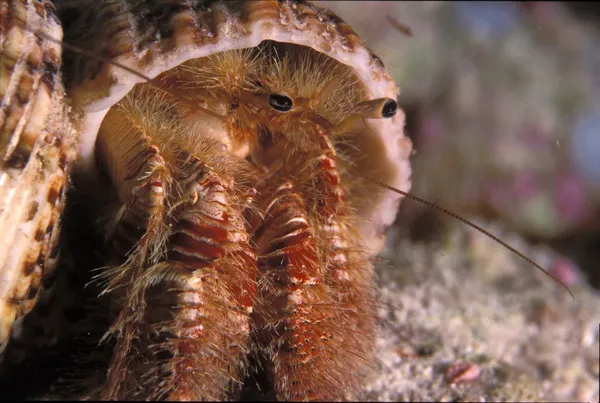 Hermit crab on a reef — Stock Photo, Image