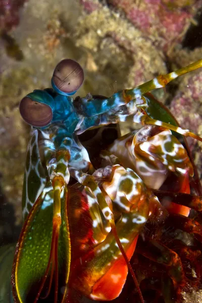 Smashing mantis shrimp — Stock Photo, Image