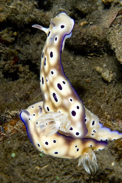 Chromodorididae on reef, length 7-10 cm. — Stock Photo, Image