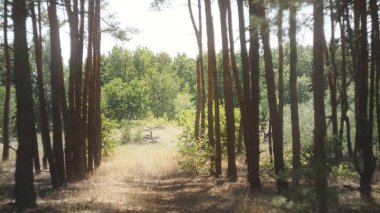 Exit from the forest