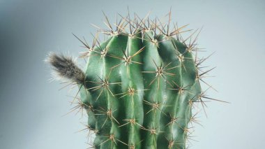 Blooming cactus on a gray background
