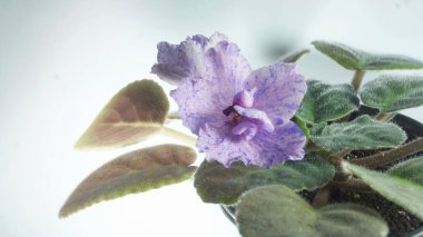 Texture of sea smooth stones of neutral color top view, many stones
