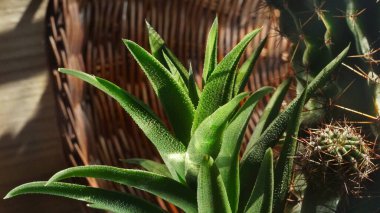 Cactus leaves, branches, green shoots, component, part of a cactus. close up of a cactus in a pot