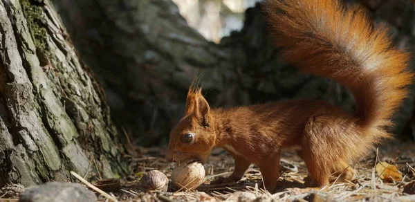 Squirrel Forest Found Nut Big Orange Tail — Photo