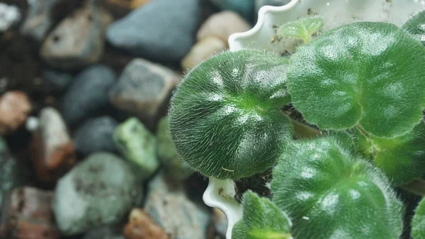 Thick hairs on a violet leaf, large hairs on a leaf, top view against a background of stones