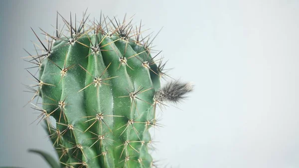 Blooming Cactus Gray Background —  Fotos de Stock