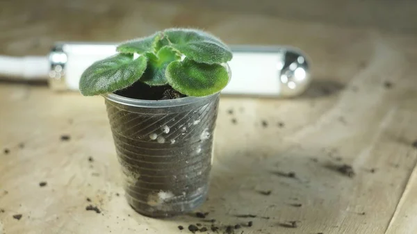 Violet leaves in a plastic cup on a wooden table