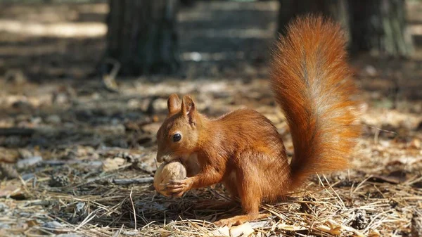 Squirrel Found Nut Forest — Photo