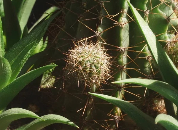 Small Cactus Cactus — Fotografia de Stock