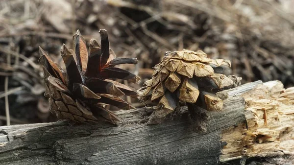 pine cone on wooden background.Two interesting unusual cones in the forest