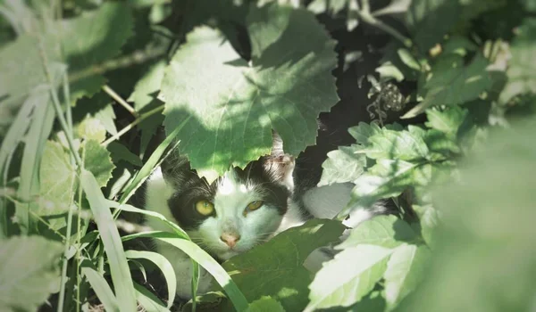 cat in the garden.The cat hides, disguises itself in bushes, leaves, looks intently into the camera