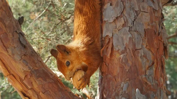 Squirrel Tree Found Holds Nuts Hangs Branch Close Red Squirrel — Stock Photo, Image