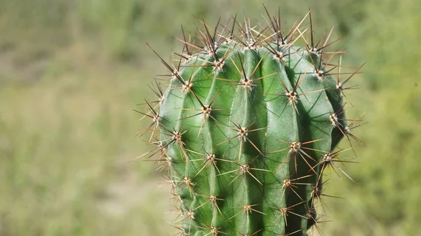 Cactus Green Background Cactus Garden — Fotografia de Stock