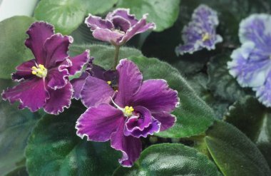 Violet stands by the window, on the windowsill in sunlight, flowering, side view